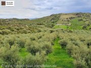 Agia Galini Kreta, Ag. Galini Olivenhain 130.000 m². Grundstück kaufen